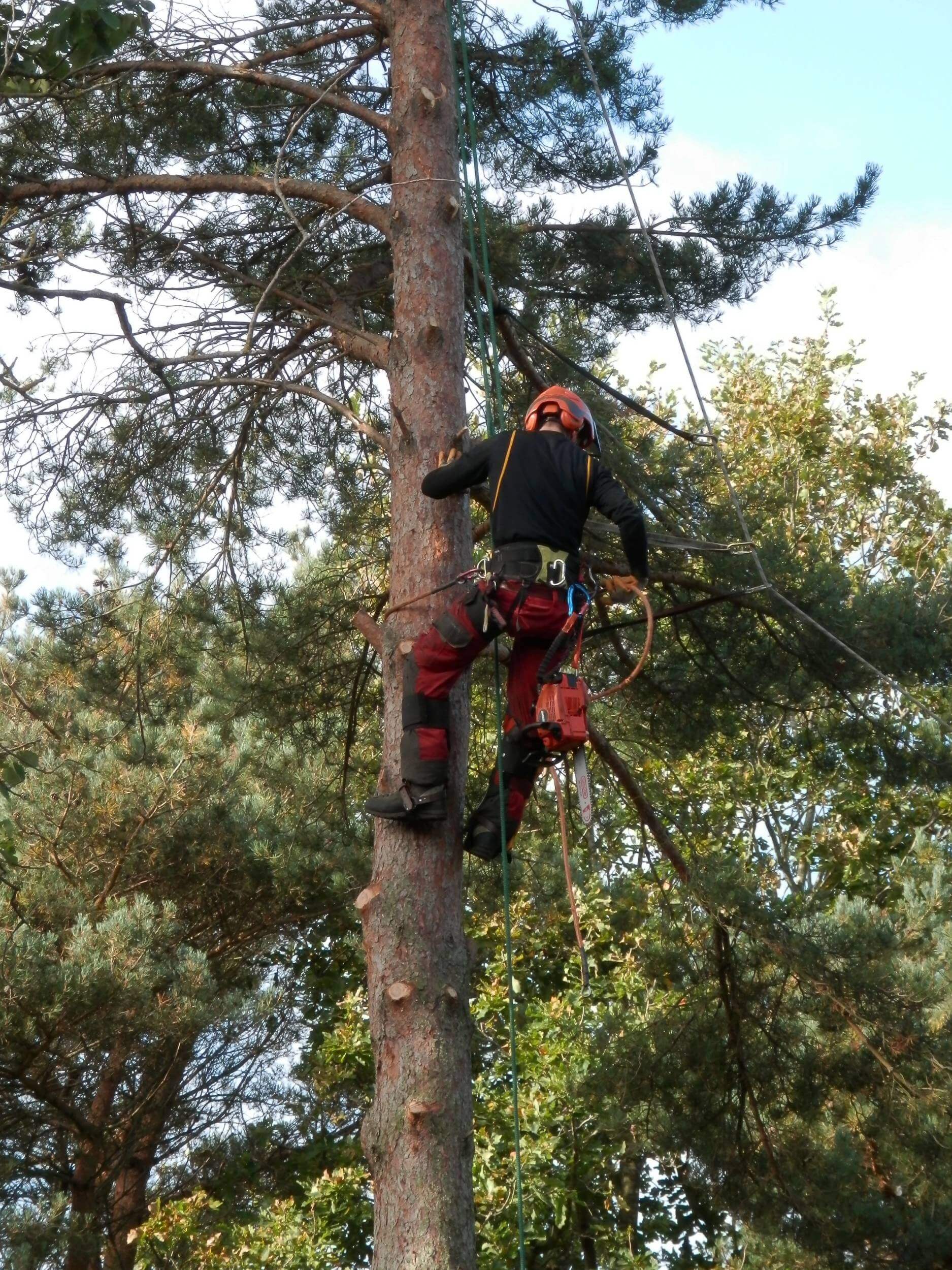 elagueur arbre biarritz - 1